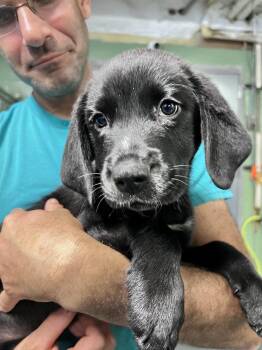Asana -  Hound Dog for Adoption in Elmsford, New York - Asana | PetCurious