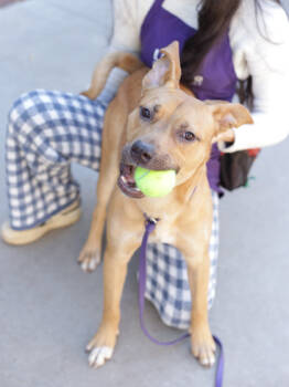 Rescue Mixed Breed Dogs for Adoption in Chamblee, Georgia - Soho | PetCurious