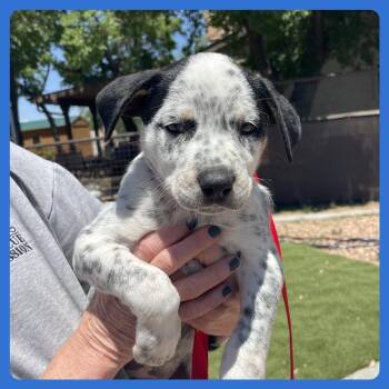 Labrador Retriever and Mixed Breed Dogs Available for Adoption in Prescott, Arizona - Unagi | PetCurious