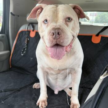 Melo -  American Bulldog Dog for Adoption in Eagleville, Tennessee - Melo | PetCurious