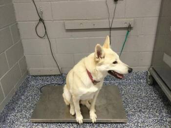CREAM CHEESE -  Siberian Husky and Mixed Breed Dog for Adoption in Thousand Palms, California - CREAM CHEESE | PetCurious