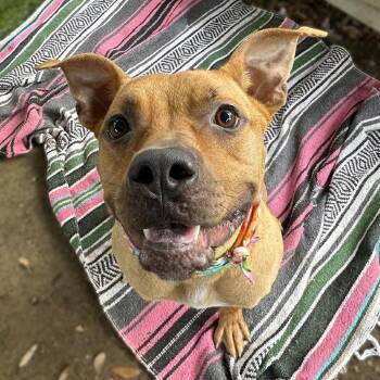 Sugar Bear -  American Staffordshire Terrier and Mixed Breed Dog for Adoption in Salt Lake City, Utah - Sugar Bear | PetCurious