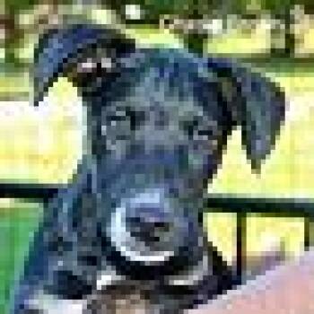 Charlie Brown -  Terrier Dog for Adoption in Stuarts Draft, Virginia - Charlie Brown | PetCurious