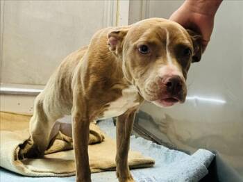 Rescue Mixed Breed Dogs for Adoption in Santa Fe, New Mexico - POLLY | PetCurious