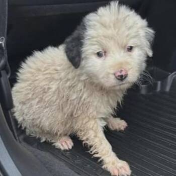 Australian Shepherd and Mixed Breed Dogs Available for Adoption - TNGC-Stray-1112 | PetCurious