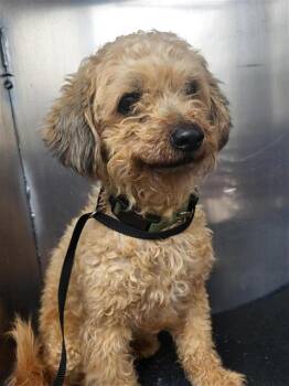 Poodle Dogs Available for Adoption - ZIMBA | PetCurious