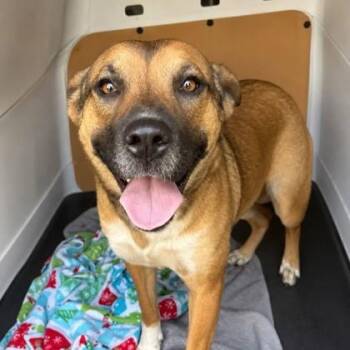 Tessi+ -  Shepherd and Mixed Breed Dog for Adoption in Elk Grove Village, Illinois - Tessi+ | PetCurious