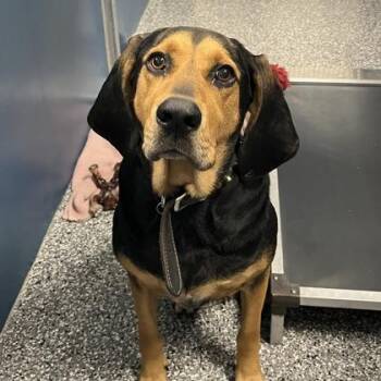 Rescue Mixed Breed Dogs for Adoption in Dubuque, Iowa - Trevor | PetCurious