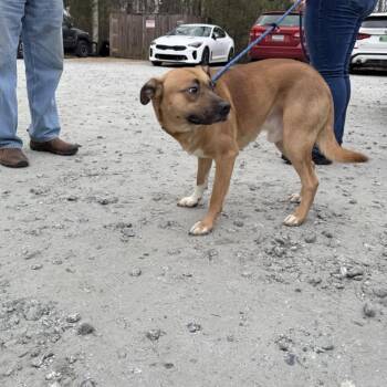 Belgian Shepherd Malinois and Mixed Breed Dogs Available for Adoption - Charlie | PetCurious