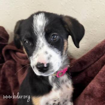 Ginger Snap -  Australian Cattle Dog Blue Heeler and Mixed Breed Dog for Adoption in Cheyenne, Wyoming - Ginger Snap | PetCurious