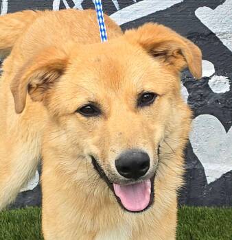 Salem -  Retriever Dog for Adoption in Newport, Tennessee - Salem | PetCurious
