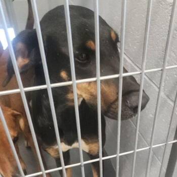 Montana -  Hound Dog for Adoption in Kingman, Arizona - Montana | PetCurious