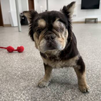 Epiphany  -  French Bulldog Dog Available for Adoption in Latrobe, Pennsylvania - Epiphany  | PetCurious