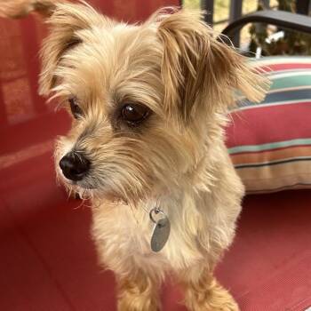 Catherine -  Yorkshire Terrier Dog for Adoption in Houston, Texas - Catherine | PetCurious