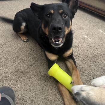 Rescue Rottweiler and German Shepherd Dog Dogs for Adoption in Tallulah, Louisiana - Cota | PetCurious