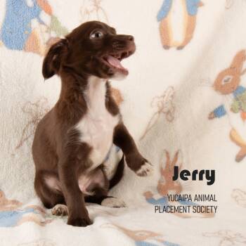 Rescue Chihuahua Dogs for Adoption in Yucaipa, California - Jerry | PetCurious