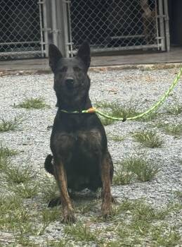Charlie -  German Shepherd Dog Dog for Adoption in Elizabethtown, North Carolina - Charlie | PetCurious