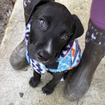 Pit Bull Terrier Dogs Available for Adoption - Coal | PetCurious