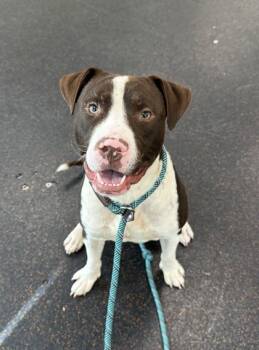 Rescue Pit Bull Terrier and Mixed Breed Dogs for Adoption in Westland, Michigan - Ace | PetCurious