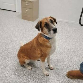 Shepherd Dogs Available for Adoption - Franklin | PetCurious