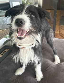Benjamin Leonard -  Mixed Breed Dog for Adoption in Chelmsford, Massachusetts - Benjamin Leonard | PetCurious