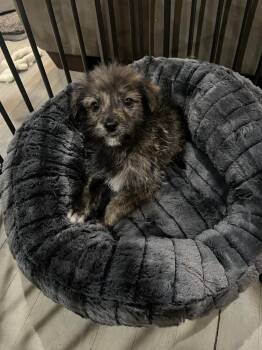 Terrier Dogs Available for Adoption in Waunakee, Wisconsin - Kardashian | PetCurious
