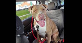 Pit Bull Terrier Dogs Available for Adoption in Naperville, Illinois - Carter | PetCurious