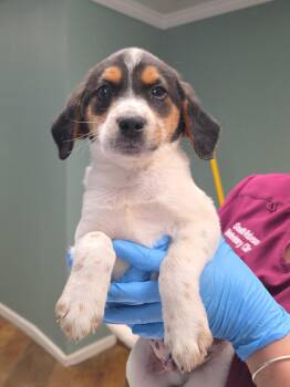 Beagle Dogs Available for Adoption in Conway, South Carolina - Willie | PetCurious
