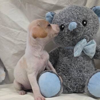 Chihuahua Dogs Available for Adoption - Peppermint Patty | PetCurious