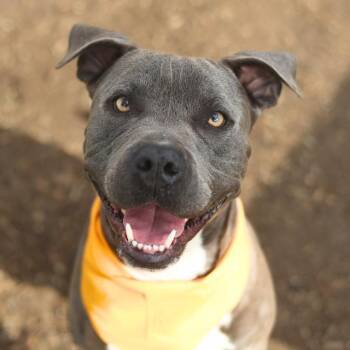BREW -  American Staffordshire Terrier Dog for Adoption in San Antonio, Texas - BREW | PetCurious