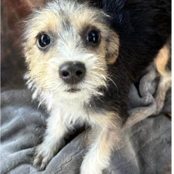 Ariel -  Yorkshire Terrier Dog for Adoption in Larkfield-wikiup, California - Ariel | PetCurious