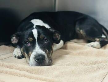 Mixed Breed Dogs Available for Adoption in West Chester, Pennsylvania - Baby | PetCurious