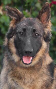Rain von Rennau -  German Shepherd Dog Dog for Adoption in Los Angeles, California - Rain Von Rennau | PetCurious