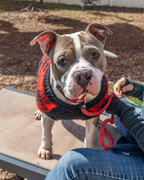Rescue Mixed Breed Dogs for Adoption in Chamblee, Georgia - Voorhees | PetCurious
