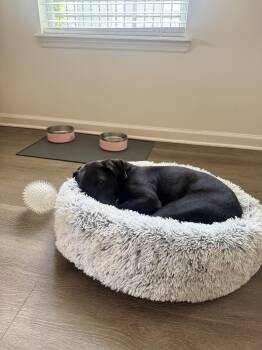 Rosie (2) -  Hound and Labrador Retriever Dog for Adoption in Glen Saint Mary, Florida - Rosie (2) | PetCurious