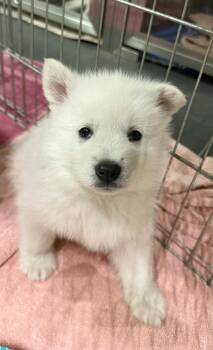 Dolly -  Shepherd and Husky Dog for Adoption in Calgary, Alberta - Dolly | PetCurious