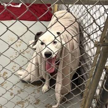 Terrier and Mixed Breed Dogs Available for Adoption in Northbrook, Illinois - Darling Tuesday | PetCurious