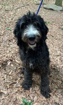 Golden Retriever Dogs Available for Adoption in New York, New York - Reggie (SC) | PetCurious