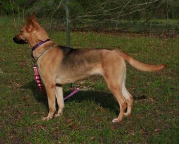 Blondie -  Belgian Shepherd Malinois and German Shepherd Dog Dog for Adoption in Attalla, Alabama - Blondie | PetCurious