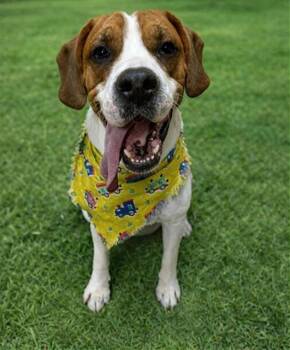 Hound and Mixed Breed Dogs Available for Adoption - TODD | PetCurious