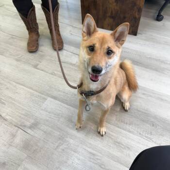 Speedy -  Shiba Inu Dog for Adoption in Emporia, Kansas - Speedy | PetCurious