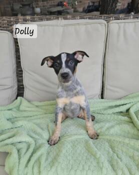 Dolly -  Terrier Dog for Adoption in Manchester, Connecticut - Dolly | PetCurious