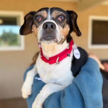 Kodak -  Beagle Dog for Adoption in Ramona, California - Kodak | PetCurious
