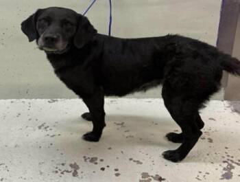 Labrador Retriever Dogs Available for Adoption in Conway, South Carolina - Franny-Don’t Let This Sweet Senior Spend Another Day Without A H | PetCurious