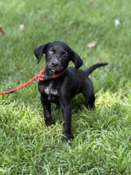 CHEETO -  Hound Dog for Adoption in Locust Fork, Alabama - CHEETO | PetCurious