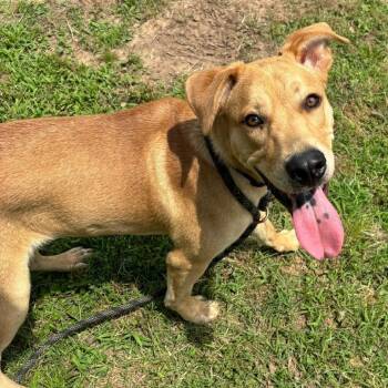 Rescue Black Mouth Cur and Labrador Retriever Dogs for Adoption in Wadena, Minnesota - Samson III | PetCurious