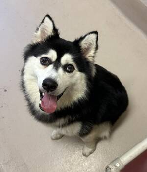 Vc 10 Gideon -  Siberian Husky Dog for Adoption in Lawrenceville, Georgia - Vc 10 Gideon | PetCurious