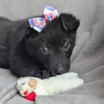Worthy -  Border Collie and Shepherd Dog for Adoption in Helena, Alabama - Worthy | PetCurious