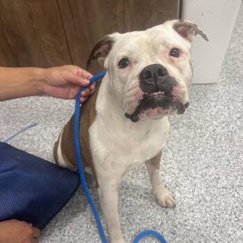 Bertha 2602 -  Mixed Breed Dog for Adoption in Loxahatchee Groves, Florida - Bertha 2602 | PetCurious