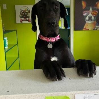 Rescue Great Dane Dogs for Adoption in Pine Beach, New Jersey - Phoebe | PetCurious